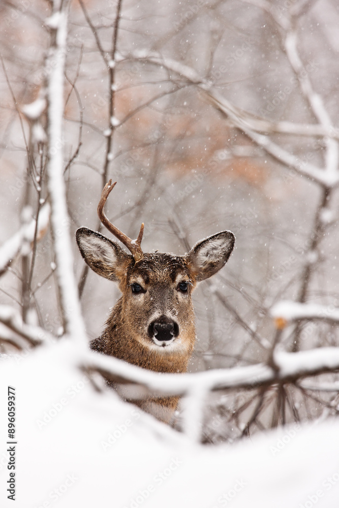 An alert young buck, in the process of shedding its antlers, is attentive to the nearby movement of the camera lens during the late December Wisconsin snowfall. An alert young buck, in the process of shedding its antlers, is attentive to the nearby movement of the camera lens during the late December Wisconsin snowfall.