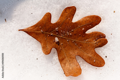 Oak leaf resting on the snow in late January photo