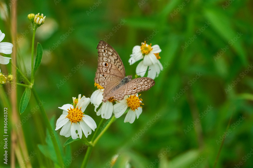 Fototapeta premium A butterfly is sucking nectar from a flower in the morning.