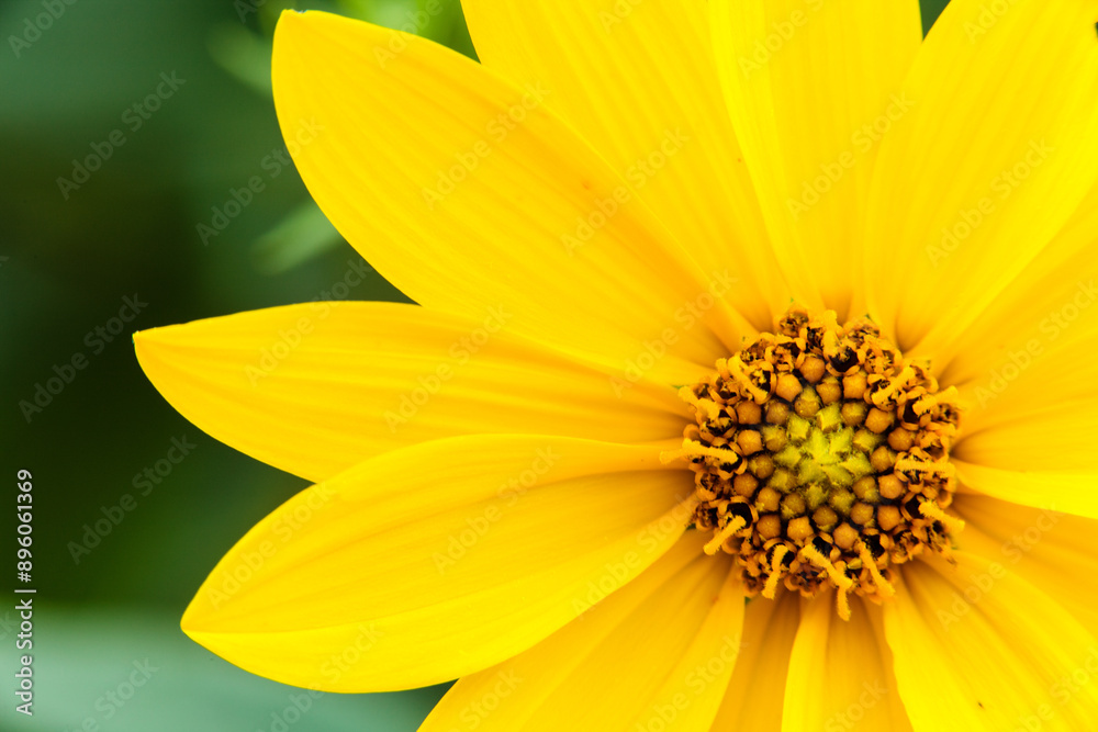 Overhead view of a Woodland Sunflower in late July.