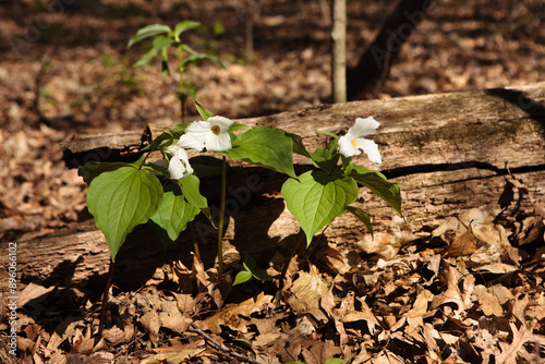 Trillium growing among the remnant fall leaves on the forest floor in early spring within the Pike Lake Unit, Kettle Moraine State Forest, Hartford, Wisconsin photo