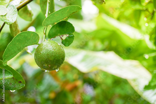 Wallpaper Mural Fresh green citrus fruit or lime hanging on a tree in an agricultural field on a morning day. Torontodigital.ca