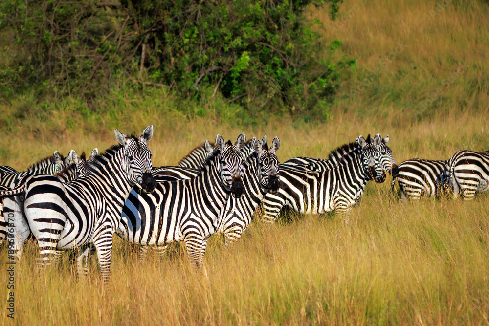 Naklejka premium Zebra herd