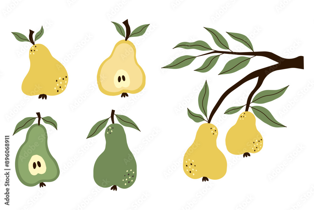 Obraz premium Green and yellow pears set of illustrations. Vector image of ripe fruits on white background. Pear whole and cut in half and branch of pears.