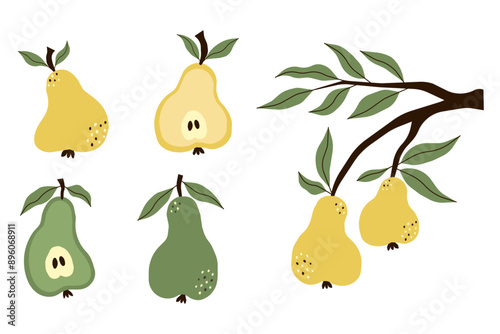 Green and yellow pears set of illustrations. Vector image of ripe fruits on white background. Pear whole and cut in half and branch of pears.