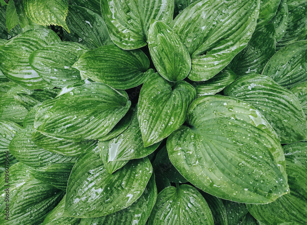 Green leaves of a hosta bush with drops of rainwater. Natural background with plant texture. Green leaves of a hosta bush with drops of rainwater. Natural background with plant texture.