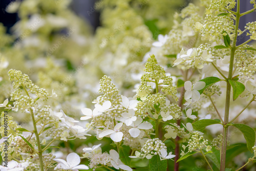 Selective focus flowers bud of Hydrangea paniculata in the garden ...