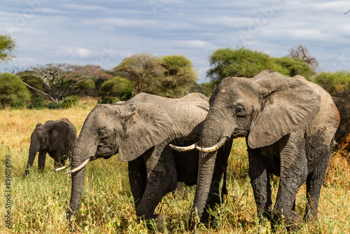 Foto Elephants
