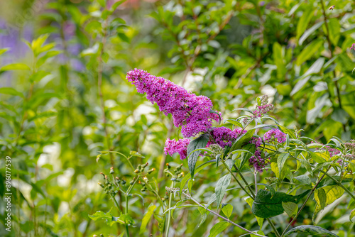 Selective focus of violet blue flower Summer lilac (Vlinderstruik) Buddleja davidii, Butterfly-bush or Orange eye is a species of flowering plant in the family Scrophulariaceae, Natural background. photo