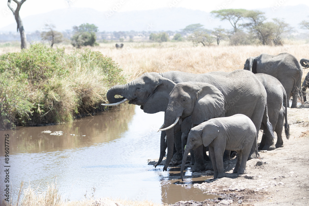 custom made wallpaper toronto digitalElephants of the Serengeti