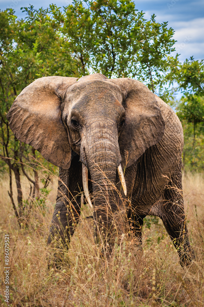 Fototapeta premium Elephant