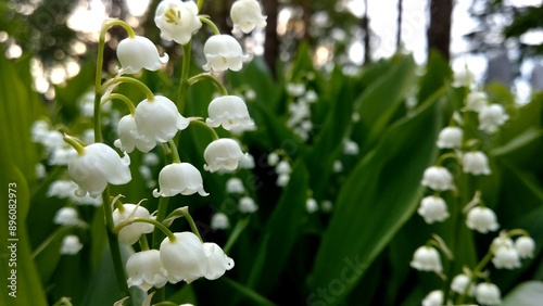 Cuadro en lienzo Lily of the valley flowers in the spring in the forest.