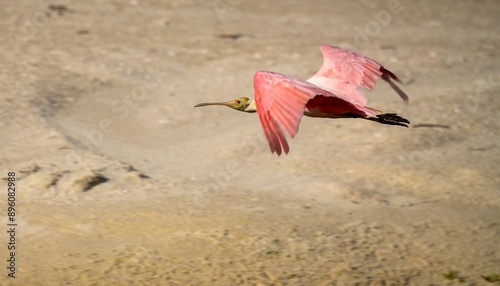 Roseate Spoonbilled in flight photo