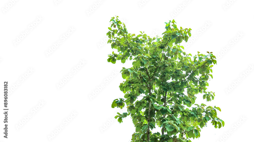 A cut-out of a teak tree on a white background with clipping paths. A cut-out of a teak tree on a white background with clipping paths.
