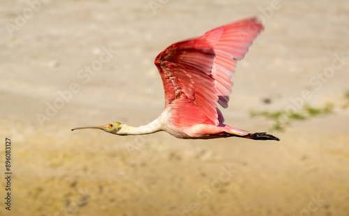 Roseate Spoonbilled in flight