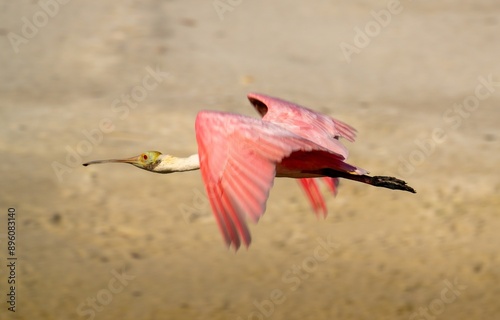 Roseate Spoonbilled in flight