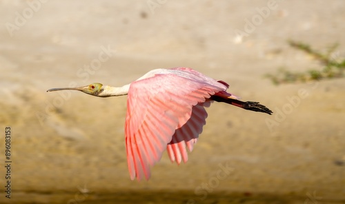 Roseate Spoonbilled in flight