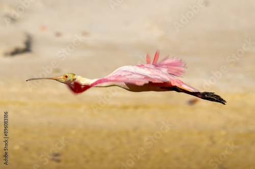 Roseate Spoonbilled in flight