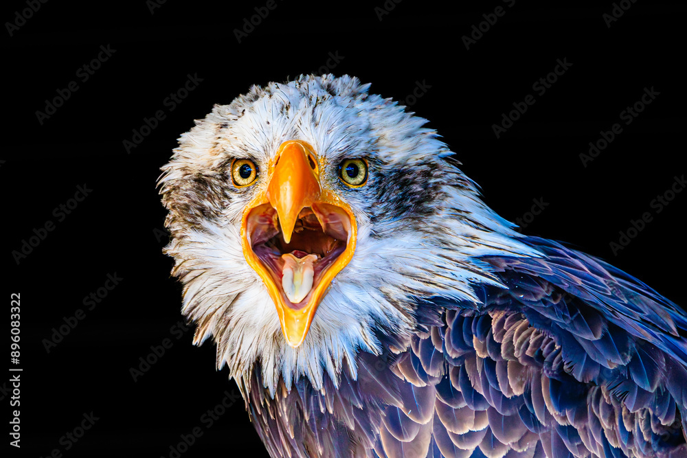 Fototapeta premium Bald eagle portrait
