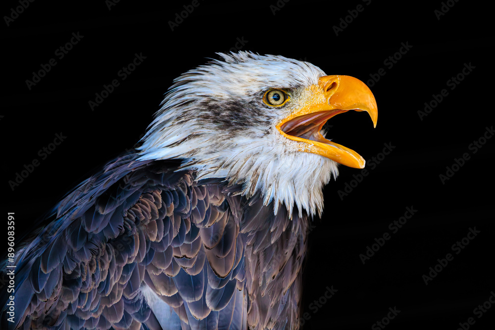 Obraz premium Bald eagle portrait