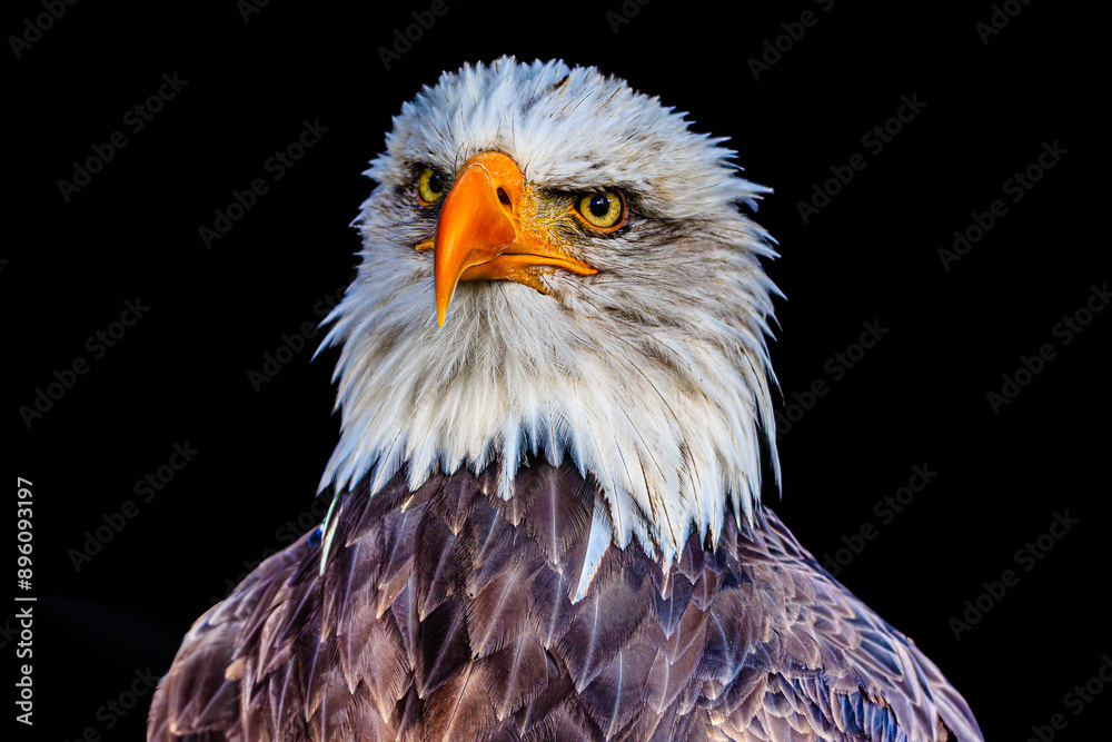 Obraz premium Bald eagle