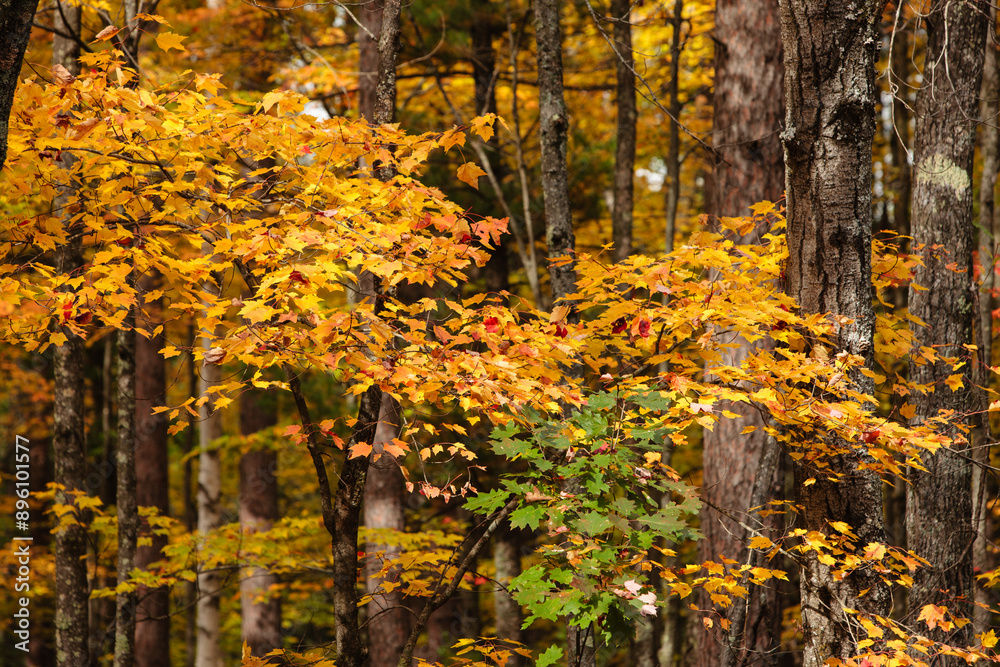 The changing colors of the maple leaves brighten the northwoods near Plum Lake State Park, Sayner, Wisconsin in Vilas County on a late September afternoon in early autumn. The changing colors of the maple leaves brighten the northwoods near Plum Lake State Park, Sayner, Wisconsin in Vilas County on a late September afternoon in early autumn.