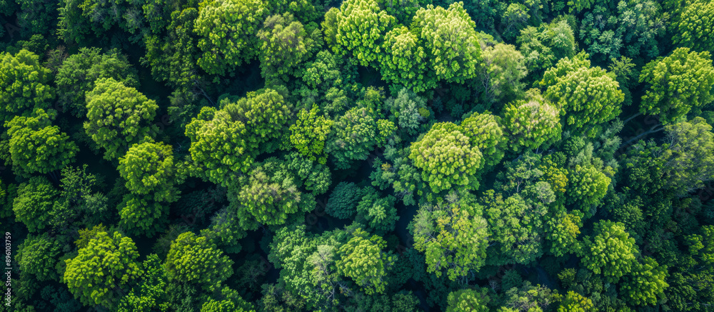 Aerial view of green forest, green texture background, leaves creates a natural pattern