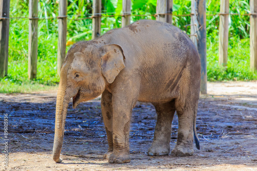 The Borneo Pigmy Elephant is the largest land mamal in Borneo. It can grow up to 2 - 2.5 m in height and weight up to 5400kg photo