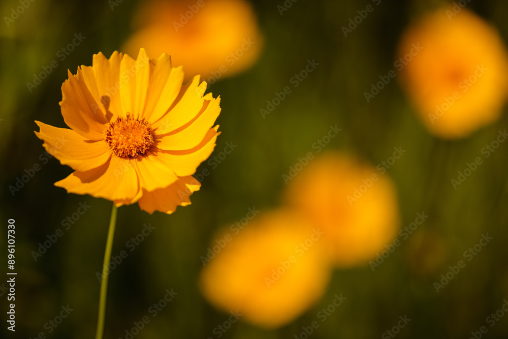A small field of Coreopsis growing wild within the Pike Lake Unit, Kettle Moraine State Forest, Hartford, Wisconsin in mid-June A small field of Coreopsis growing wild within the Pike Lake Unit, Kettle Moraine State Forest, Hartford, Wisconsin in mid-June