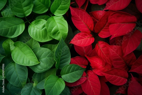 A bright and contrasting image showing green and red leaves, capturing the detailed texture and vibrant colors in nature.