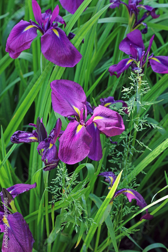 Macro image of a purple Japanese water iris bloom, Derbyshire England
 photo