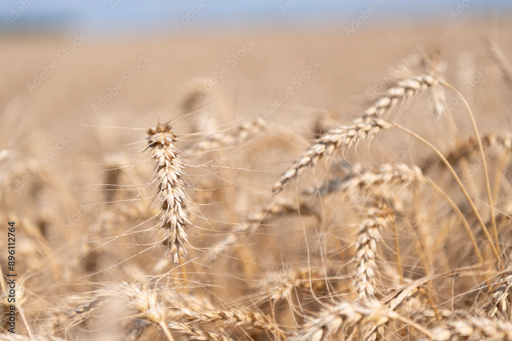 Fototapeta premium Harvesting corn in autumn. Agricultural wheat field during harvest time. Countryside crop. Harvesting at crop field. Ripe barley agriculture. Harvest at field. Crop harvest. Barley yield