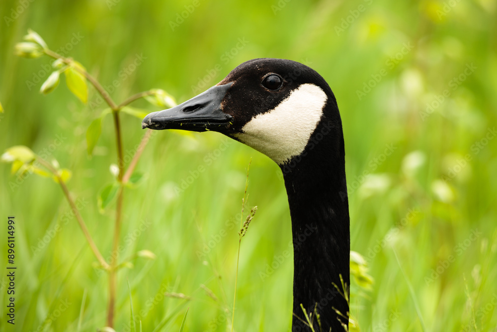A Canada goose watches alertly and intently within the Horicon National Wildlife Refuge, Waupun, Wisconsin in late May A Canada goose watches alertly and intently within the Horicon National Wildlife Refuge, Waupun, Wisconsin in late May