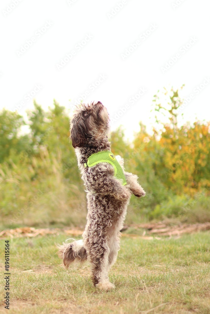 Yorkshire terrier crossbreed staying on her hind limbs. Yorkshire terrier crossbreed staying on her hind limbs.