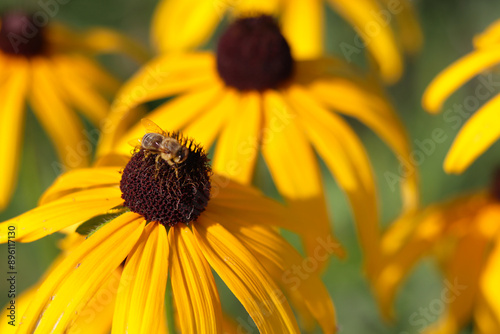 yellow flower in the garden