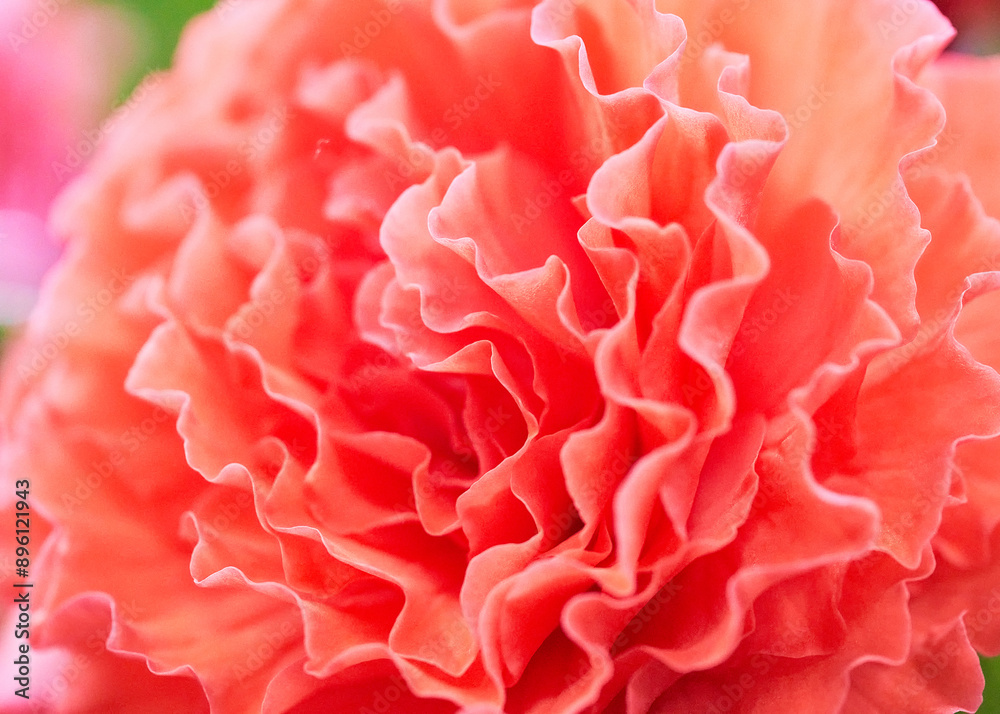 close up of a red begonia flower in the garden, stock photo close up of a red begonia flower in the garden, stock photo