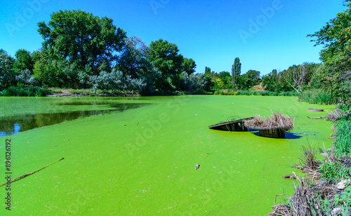 Aquatic plants floating on the surface of the water duckweed Lemna and Wolffia in a stagnant pond