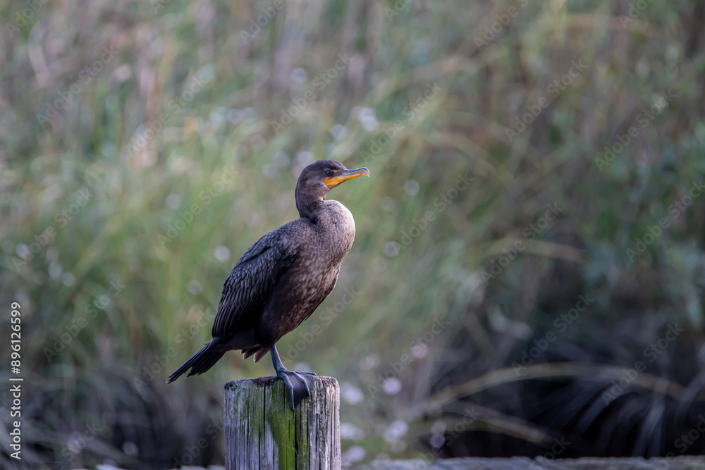 Fototapeta premium Side View of Double-crested Cormorant on Post