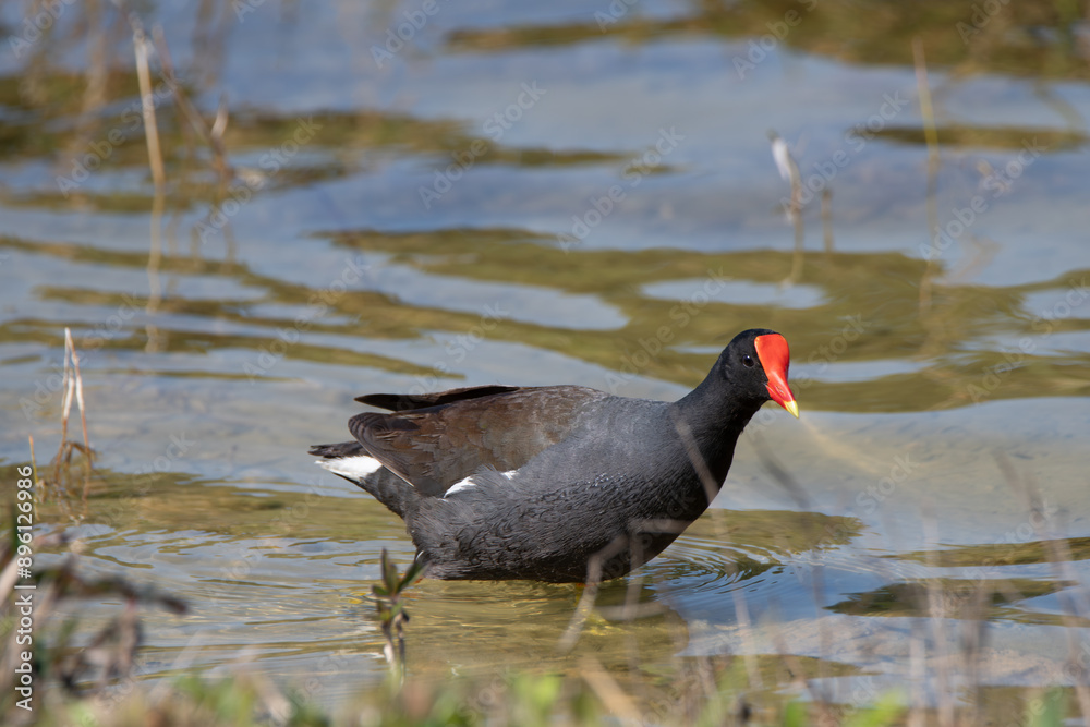 Common Moorhen Swimming Near Marsh Grass in Lake