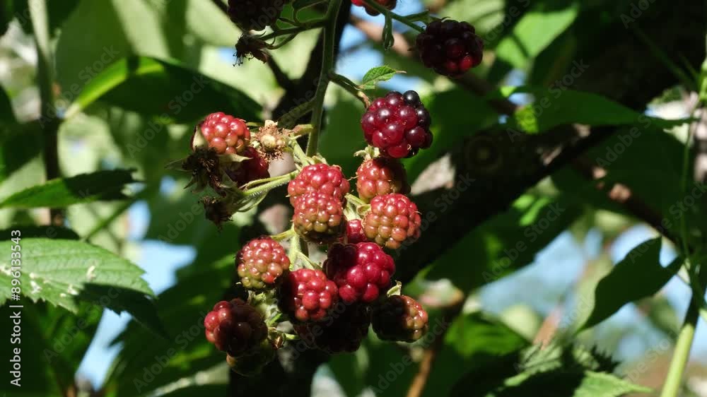 Close up view of ripe blackberries growing on a bush in the summer Close up view of ripe blackberries growing on a bush in the summer