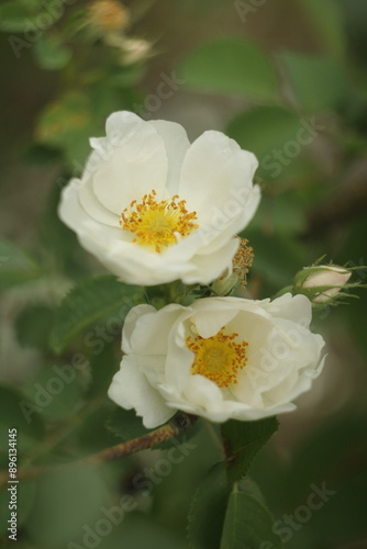 White rose flower