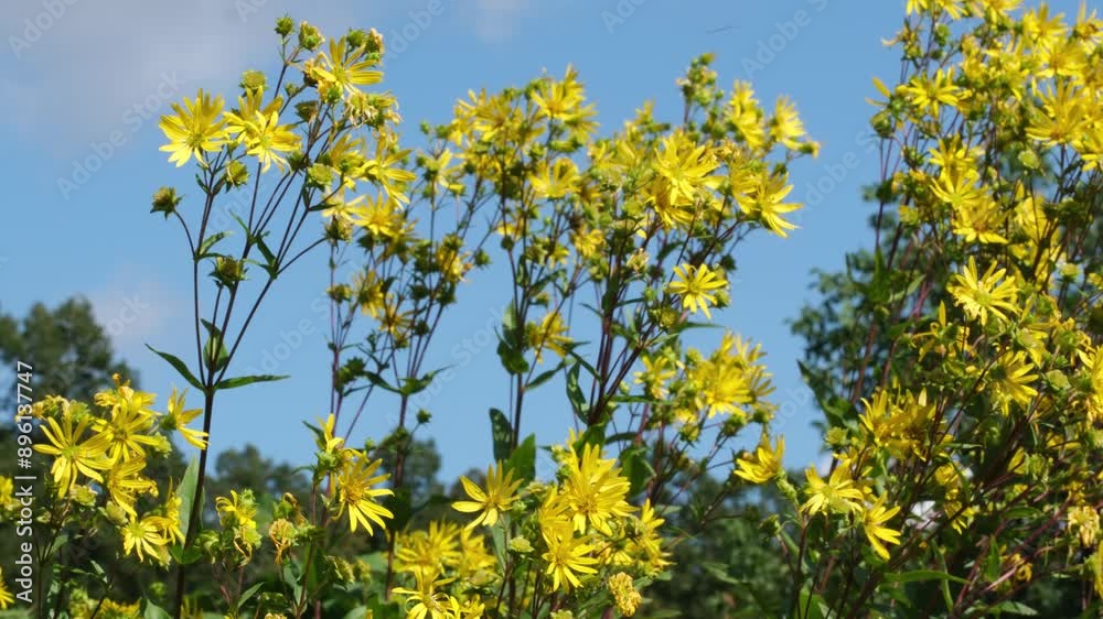 Yellow flowers blooming in a summer meadow