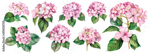 Set collection of Pink blooming Hydrangea flowers hand drawn watercolor design resources elements