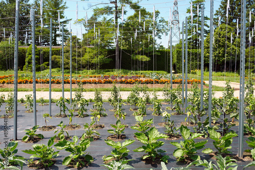 A high yielding vegetable garden uses a polypropylene weed barrier and companion planting to reduce weeds and pests.