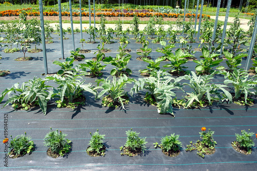 A vegetable garden maximizes its yields using a geotextile mulch and companion planting. 