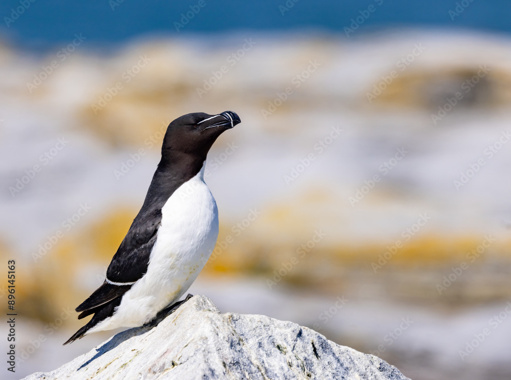 Black and white razorbill stands regally on a rock in Maine Black and white razorbill stands regally on a rock in Maine