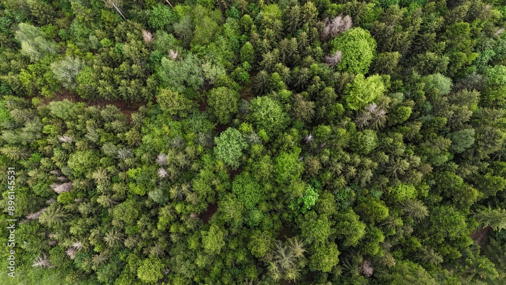 Wald von oben Wald von oben