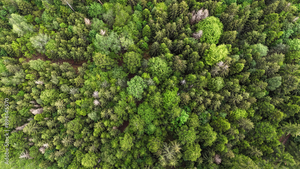 Wald von oben Wald von oben
