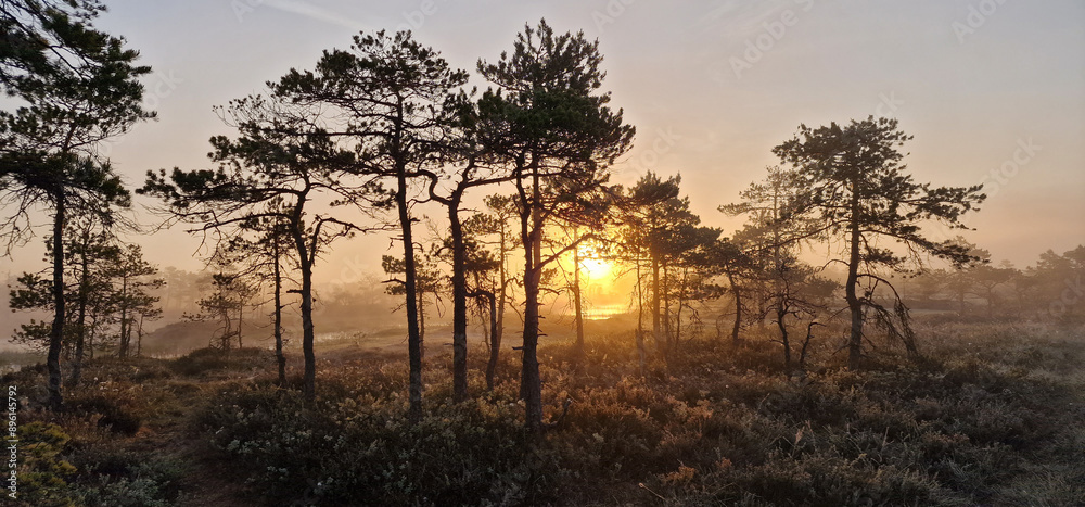 Early foggy morning with sunrise in the bog. Estonian nature, Estonia bog. Early foggy morning with sunrise in the bog. Estonian nature, Estonia bog.