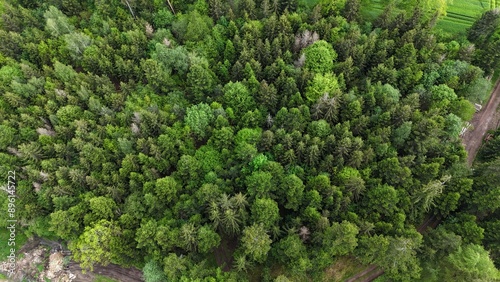 Wald von oben